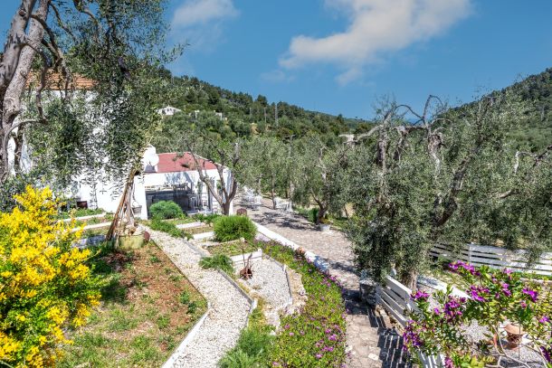 giardini ginestre ulivi del B&B Bed and Breakfast Shanti Home Restaurant a due passi dal mare a Vieste immerso nella natura nel Gargano in Puglia